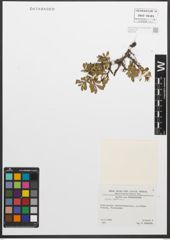 Foto von Salix retusa L.
